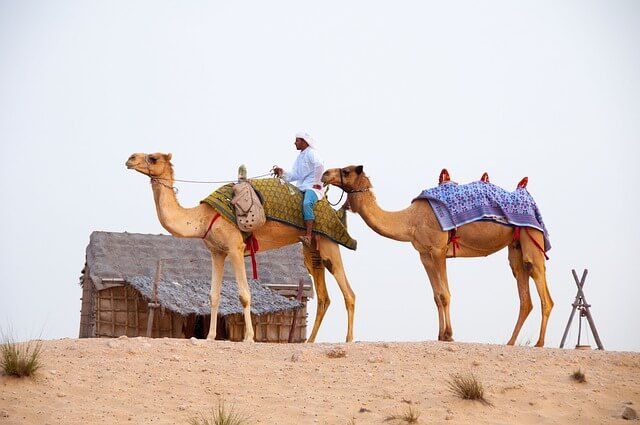 Camel caravan in the desert