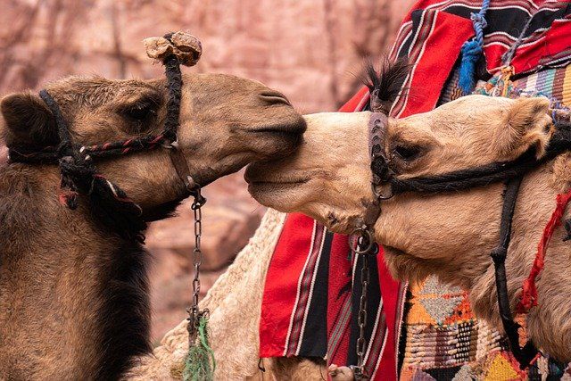 Camels with colourful saddles