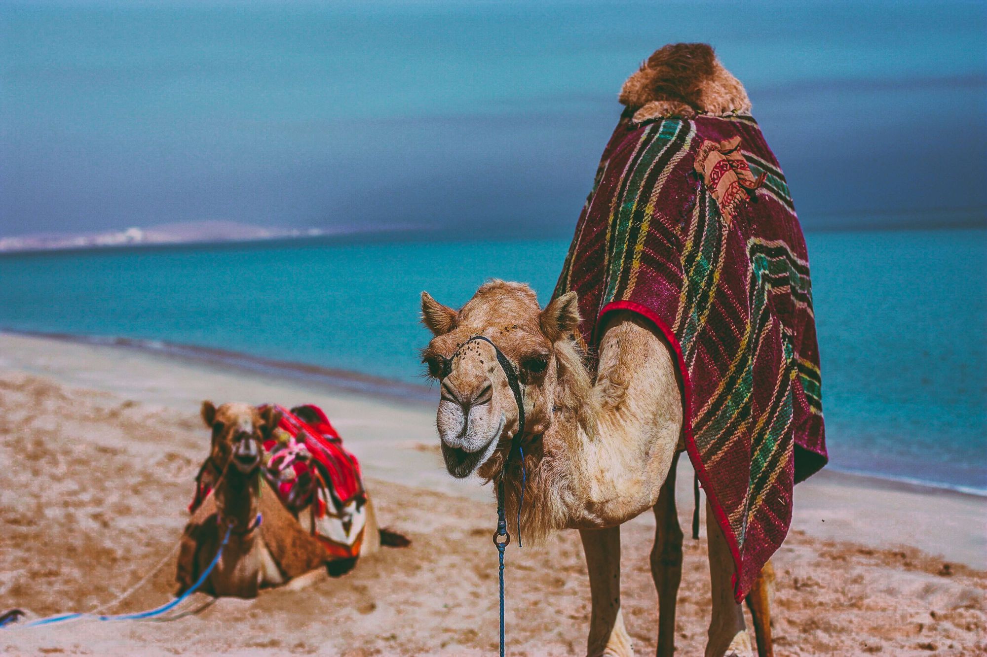 Saddled camel on a beach